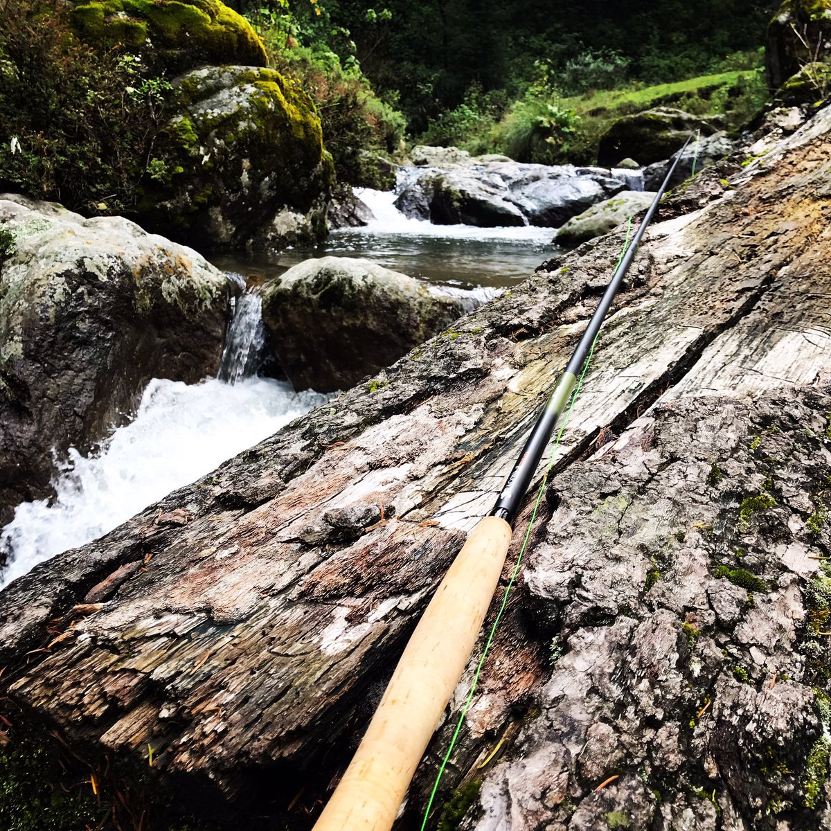 TenkaraMx's tweet photo. #テンカラ #tenkara #tenkaramx #flyfishing #pesca #pescaconmosca #mexico #catchandrelease #flyfishingmexico #rainbowtrout #gopromx #goproremo #🎣 https://t.co/YUI5l50gER