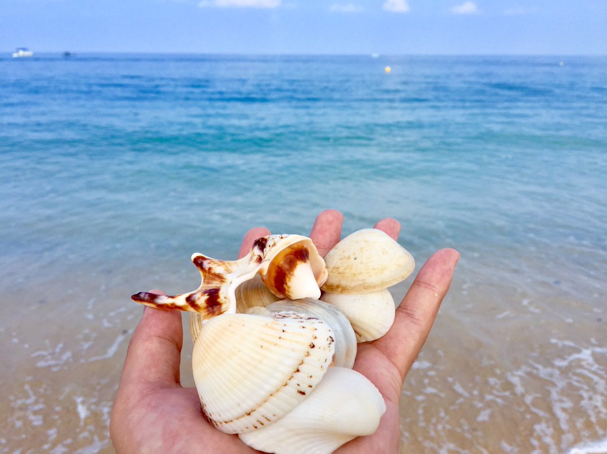 Twitter 上的 さっけー 朝から大量ゲット 貝殻拾い ホテルすぐ目の前 沖縄最高 T Co Dna7ps3jlu Twitter