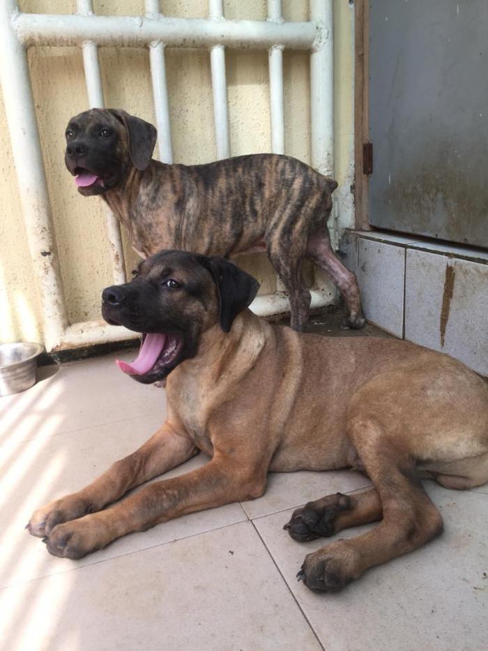 male boerboel puppies for sale