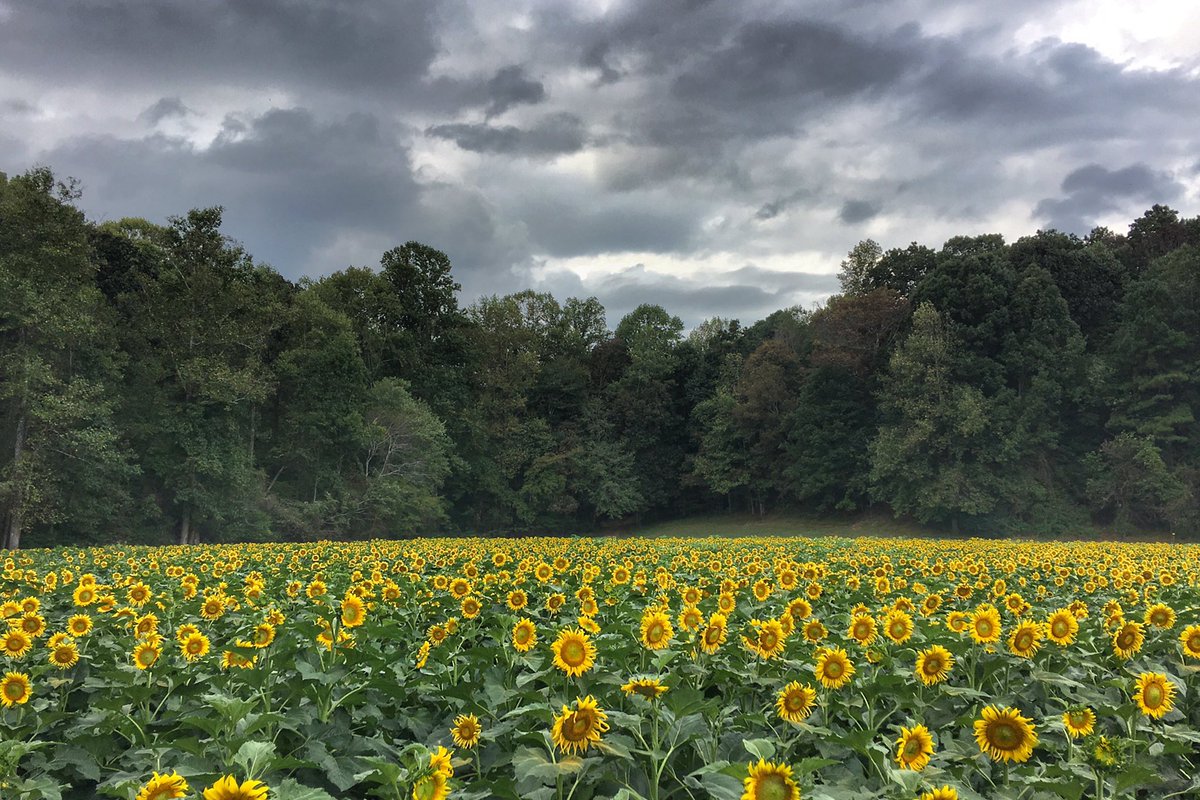 VisitDville's tweet photo. Cloudy weather makes the Sunflowers at Fausett Farms even brighter! Plan your visit today 🌻 @HospitalityHwy #Dawsonville https://t.co/qEhle6s1Sn