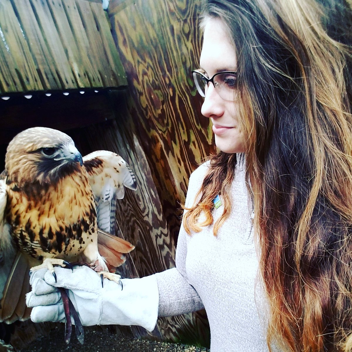 MetroParksTweet's tweet photo. Have you met Ruby, our red-tailed hawk animal ambassador? Here's Volunteer Coordinator Allison Zimmerman holding Ruby at a program at Germantown MetroPark. Look for our animal ambassadors at upcoming events and outreach programs! #exploremetroparks https://t.co/25c8Y1EnEp