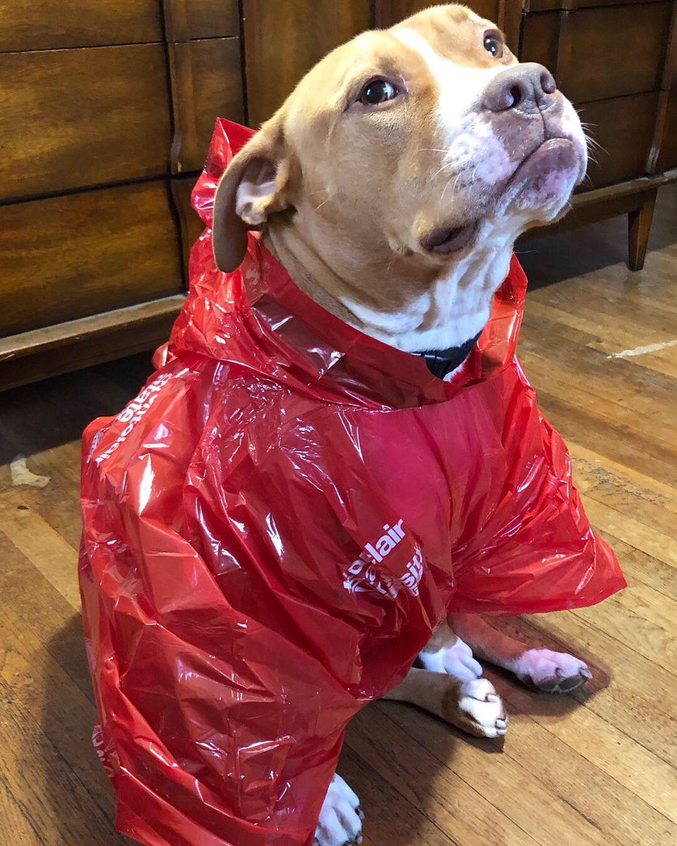 MontclairAlumni's tweet photo. I mean how cute is this...Cashmere also wanted to be part of #MSUHC18. Thank you to our alumna for sending us this adorable picture! #MSUponcho  #redhawkpride 🐶 https://t.co/Ni8Y6DQYge