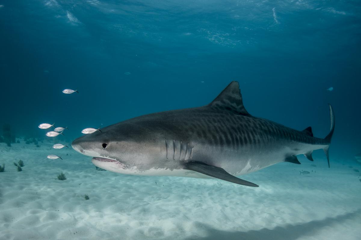 seasaba's tweet photo. On our afternoon #muckdive, Aaron watched a huge #tigershark ripping apart something in the sand. This photo from https://t.co/AFvkaIozD9
#seasaba #discoversaba #welovesaba #visitsaba #destinationsaba #welovesharks #neverstopexploring #sharks #sharkdiving https://t.co/BAZXtB6lit