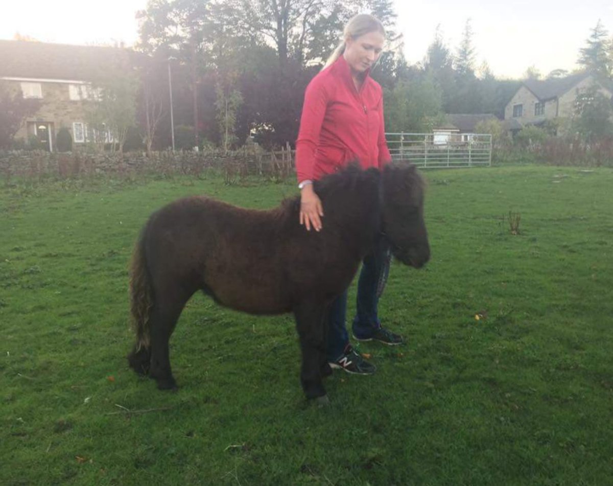 shetlandfun's tweet photo. Isn't this little lad just the most gorgeous! 😍🤩 https://t.co/9iThn0SsyY