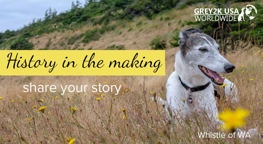 Share your rescued dog's story and help make #greyhoundhistory!
g2kww.org/2ysstWA