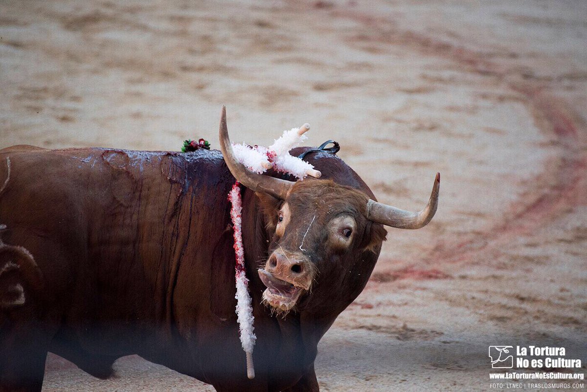 CAABBIIZKAIA's tweet photo. La abolición cada día está más cerca. No vamos a parar hasta ponerle fin a imágenes así. 
#TauromaquiaEsViolencia
#DiaDeLaTauromaquia https://t.co/fVAYupKOvy