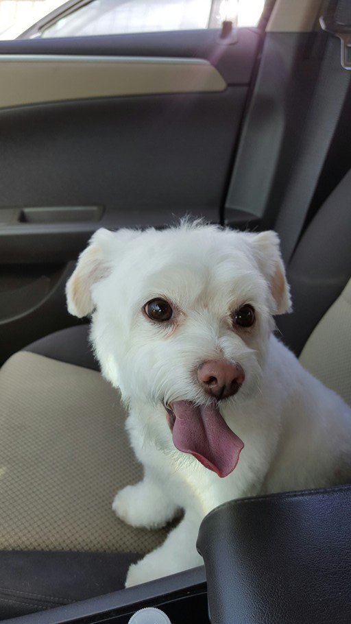 peoriaangel's tweet image. I saved big at the pump thanks to #KrogerCo! #FuelPointsForDays #Ad #MyMagazineSharing mymagazinesharing.us