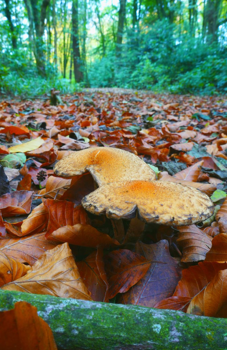 AlanMalone20's tweet photo. Autum colours in #Blessingbourne estate, Co Tyrone today.
#Fivemiletown #Northernireland #visitnorthernireland #forests https://t.co/swbkIRQb7U