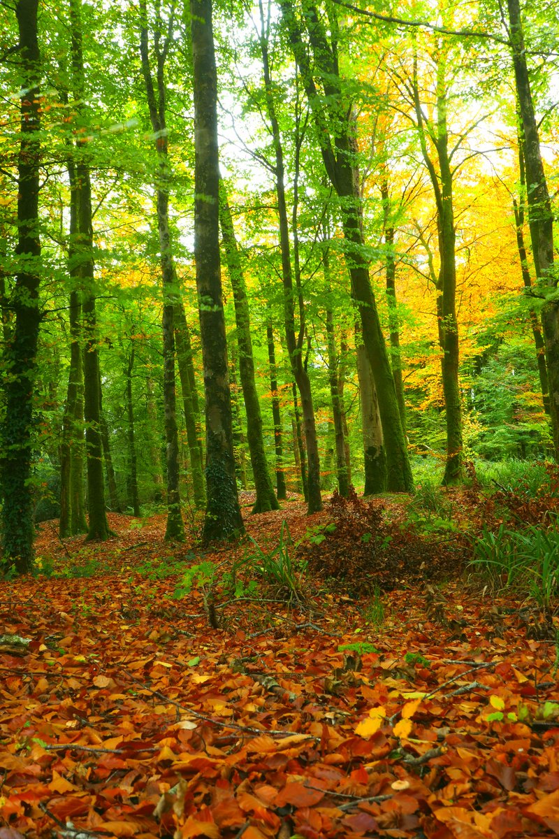 AlanMalone20's tweet photo. Autum colours in #Blessingbourne estate, Co Tyrone today.
#Fivemiletown #Northernireland #visitnorthernireland #forests https://t.co/swbkIRQb7U