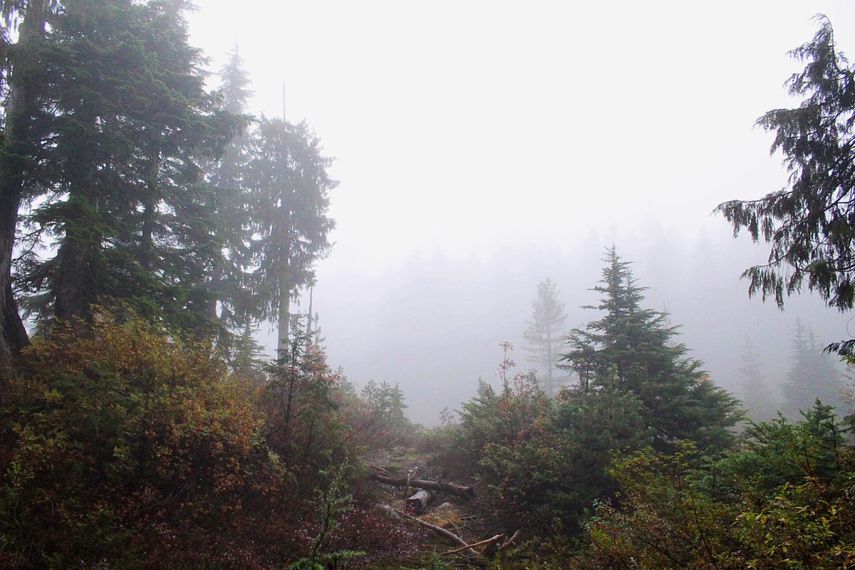 “Don’t let walking into the unknown prevent you from taking the journey.” - Muses From A Mystic #keanimages 
#explorebc #optoutside #cypressmtn #landscape #nature #fog #trees #yvr #westvan #beautyofbc #bowenlookouttrail #604explore #nsbuzz #dailyviewbc #vancity #teamcanon #qotd