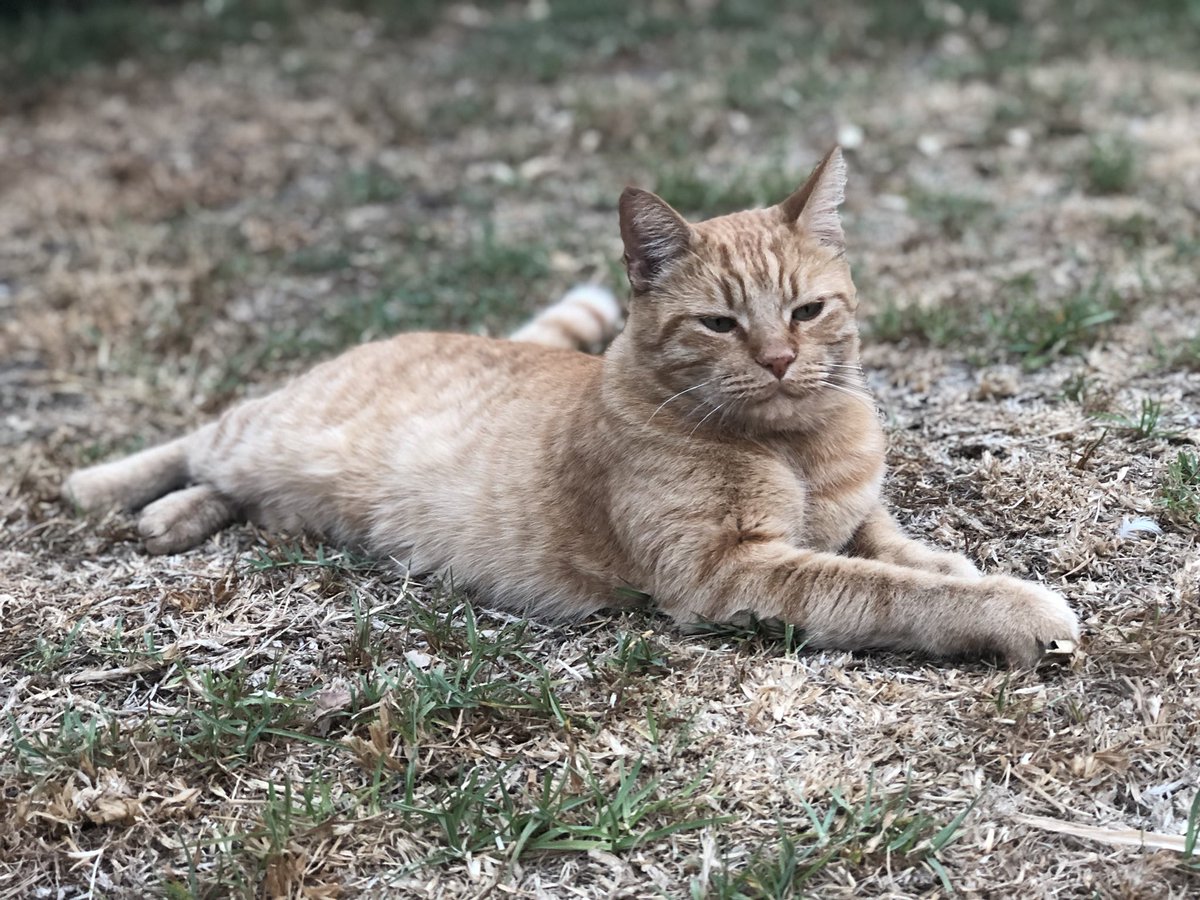 WillyJutsu's tweet image. Gettin all hopped up on caffeine and playing some video games. Live at twitch.tv/willy_dee   Pic of my cat for attention.