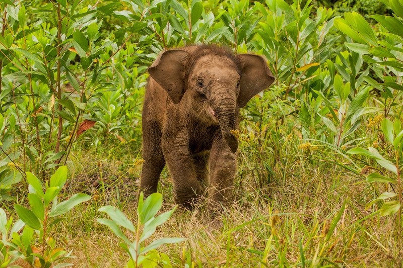 Greenpeace's tweet photo. Not good. If we lose forest elephants, we’ll be making the planet far less inhabitable for people, report finds https://t.co/LD6rDGUClg   #wildlife #environment https://t.co/CQlqC1qutI