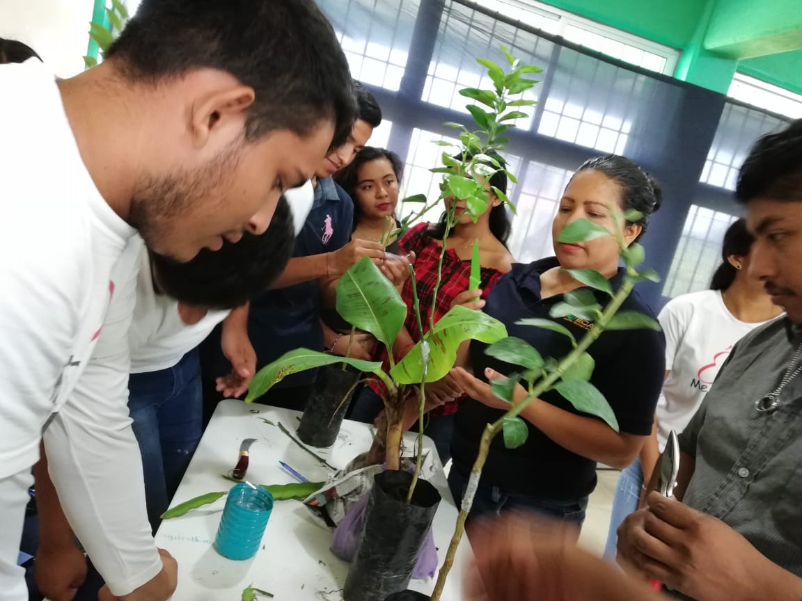 rector_utecan's tweet photo. UTECAN PRESENTE: Se realiza actividad práctica “Tipo de reproducción asexual por injertación, con la técnica de yemas y baretas en cítricos, de la asignatura Fruticultura Sustentable, por estudiantes de T.S.U. en Agricultura Sustentable y Protegida.
#ASyP
#somosUT https://t.co/6cPjMnFLIJ