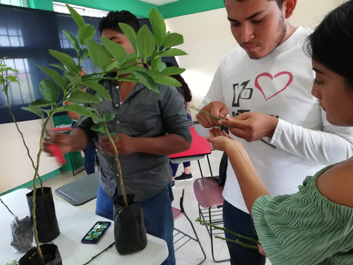 rector_utecan's tweet photo. UTECAN PRESENTE: Se realiza actividad práctica “Tipo de reproducción asexual por injertación, con la técnica de yemas y baretas en cítricos, de la asignatura Fruticultura Sustentable, por estudiantes de T.S.U. en Agricultura Sustentable y Protegida.
#ASyP
#somosUT https://t.co/6cPjMnFLIJ