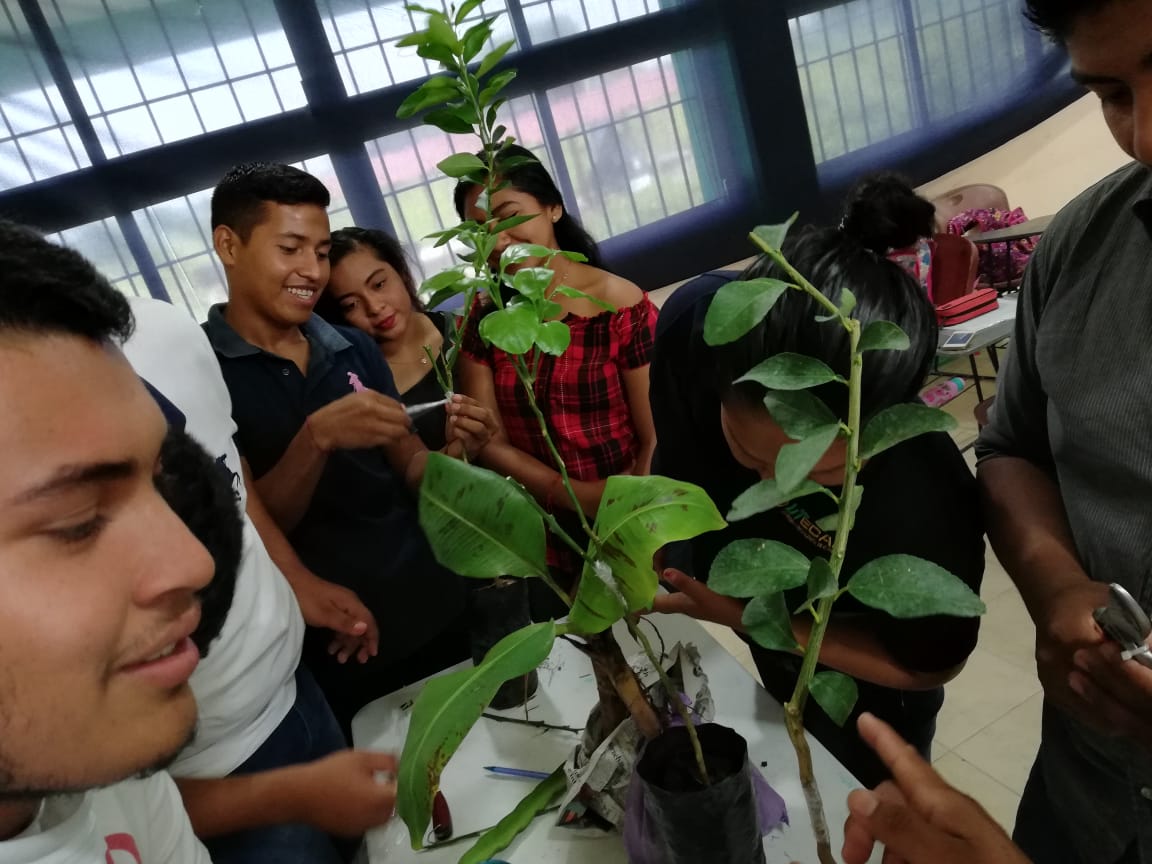 rector_utecan's tweet photo. UTECAN PRESENTE: Se realiza actividad práctica “Tipo de reproducción asexual por injertación, con la técnica de yemas y baretas en cítricos, de la asignatura Fruticultura Sustentable, por estudiantes de T.S.U. en Agricultura Sustentable y Protegida.
#ASyP
#somosUT https://t.co/6cPjMnFLIJ