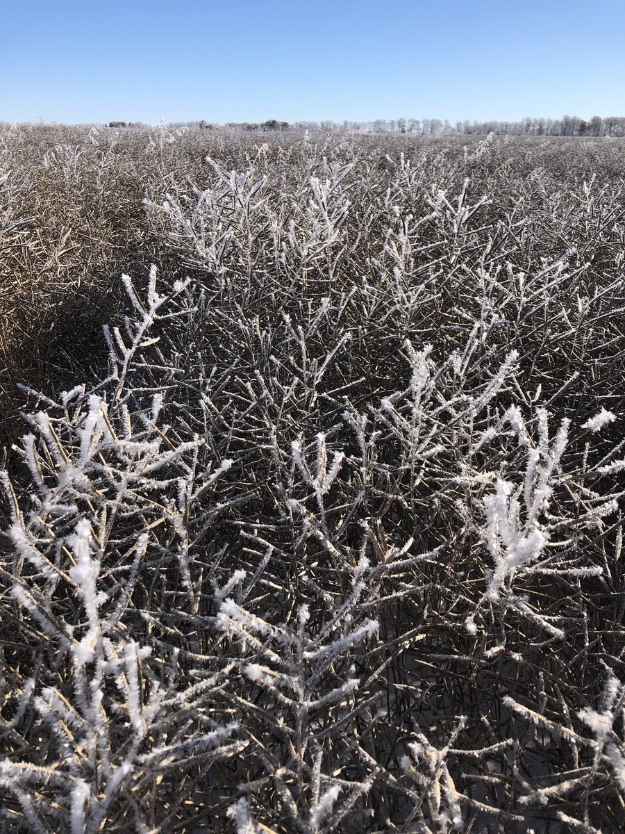 McCrea72's tweet photo. Yesterday we got an inch of snow, this morning it was -16 with a heavy frost on crops, this afternoon dust is rolling in standing canola testing 11.  I’ll take standing canola over swathed any day of the week!! https://t.co/1QyW5Vv8pI