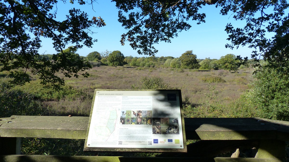 readingbotany's tweet photo. Fantastic day learning about radical restoration and wilding the 1500 ha Knepp Estate, thanks to @SussexEmerald for a great tour and fabulous weather! @DrMGoesWild @hatbirder @UniofReading #MScPlDiv #MScSISS #MScWILDMAN @KneppSafaris https://t.co/pZuiSAEioX https://t.co/kdEXGg0555