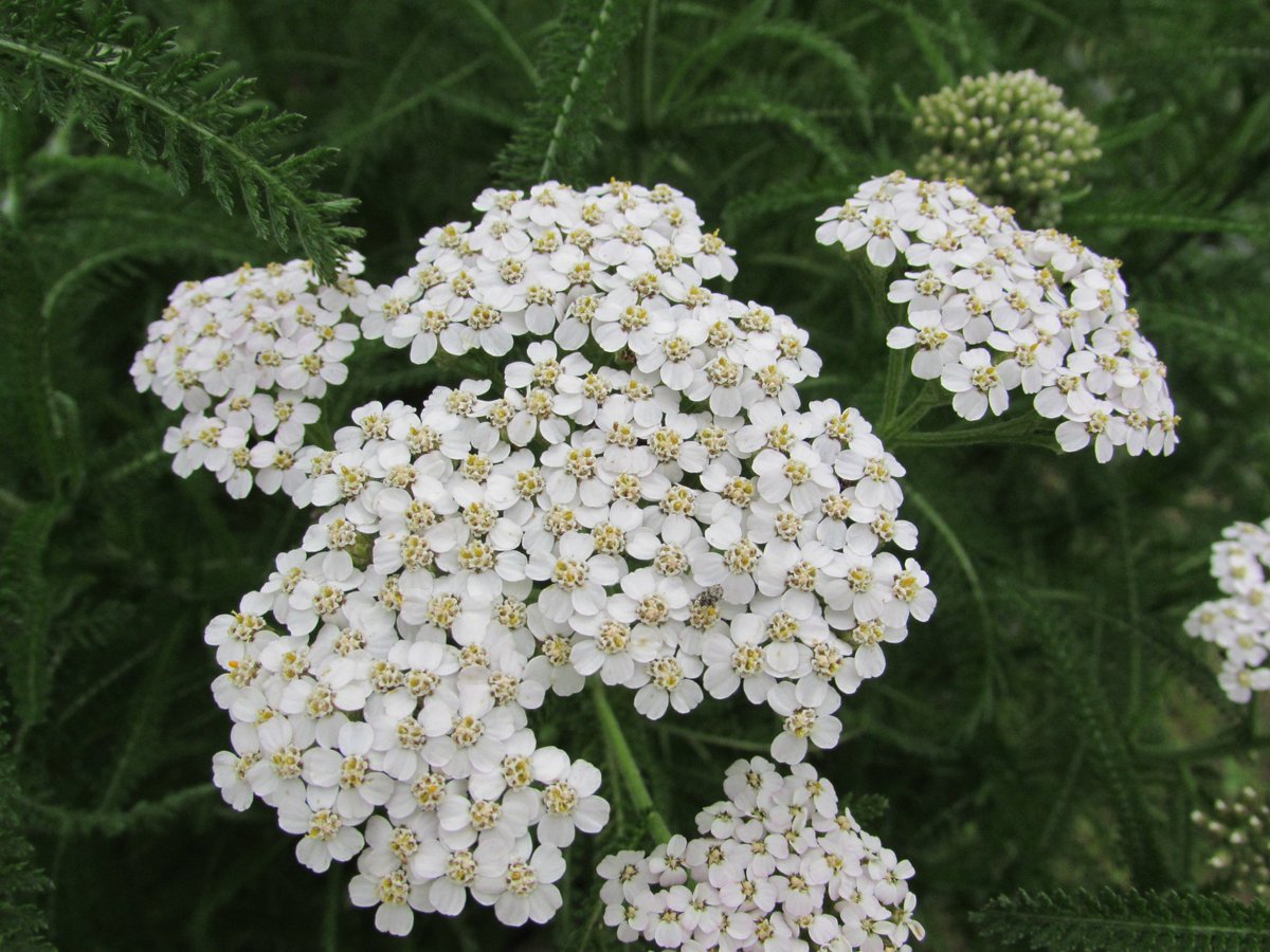 LiveLightHerbs's tweet photo. Yarrow: Healing plant used traditionally to help with wounds, decrease pain, and provide anxiety relief. It's also known for it's ability to tone the uterus and reduce uterine spasms, encouraging balanced menstrual flow. https://t.co/iCtfF9JHPJ
