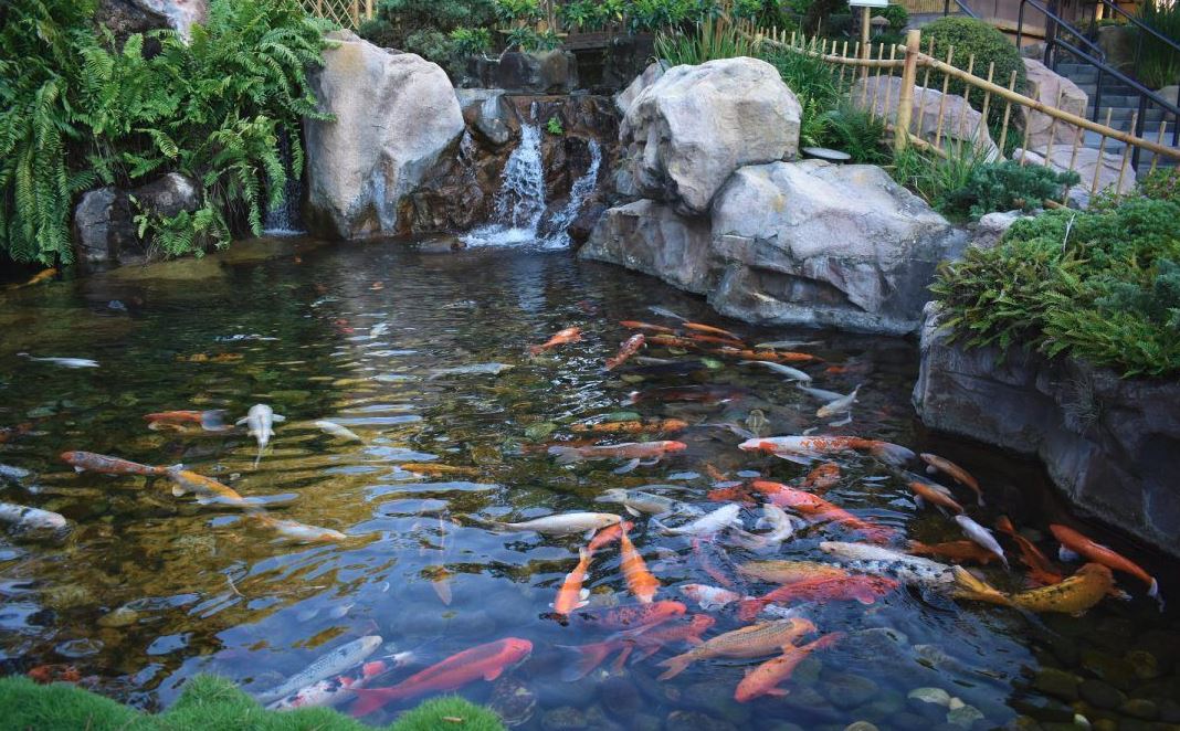 #koi will bring peace to your soul