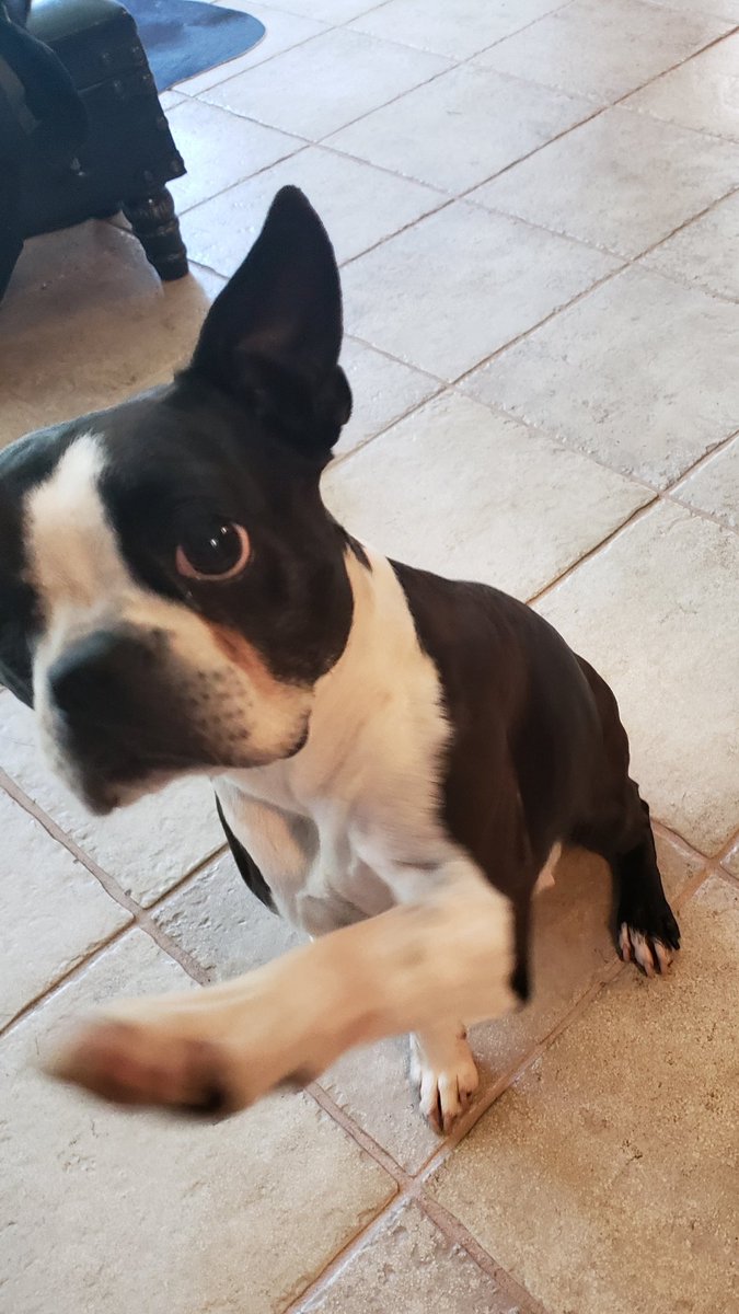 OneEyedBug's tweet photo. New daily goal.. or monthly, I don't know b/c I don't have a watch (we'll work on that.) Grow thumbs to open the box that has cheese in it. The bipeds still don't understand what this motion means #cheesenow #everydayimsnuffling #dogproblems #OneEyedBug https://t.co/7cVYyN18Kj