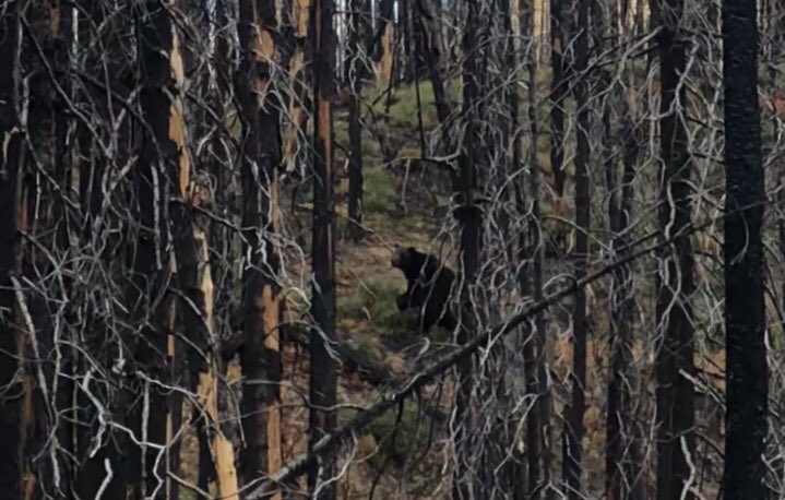 QuiteAMouthfull's tweet photo. Had a bit of a scare 
from this grizzly bear https://t.co/ZA6gf9iVZx