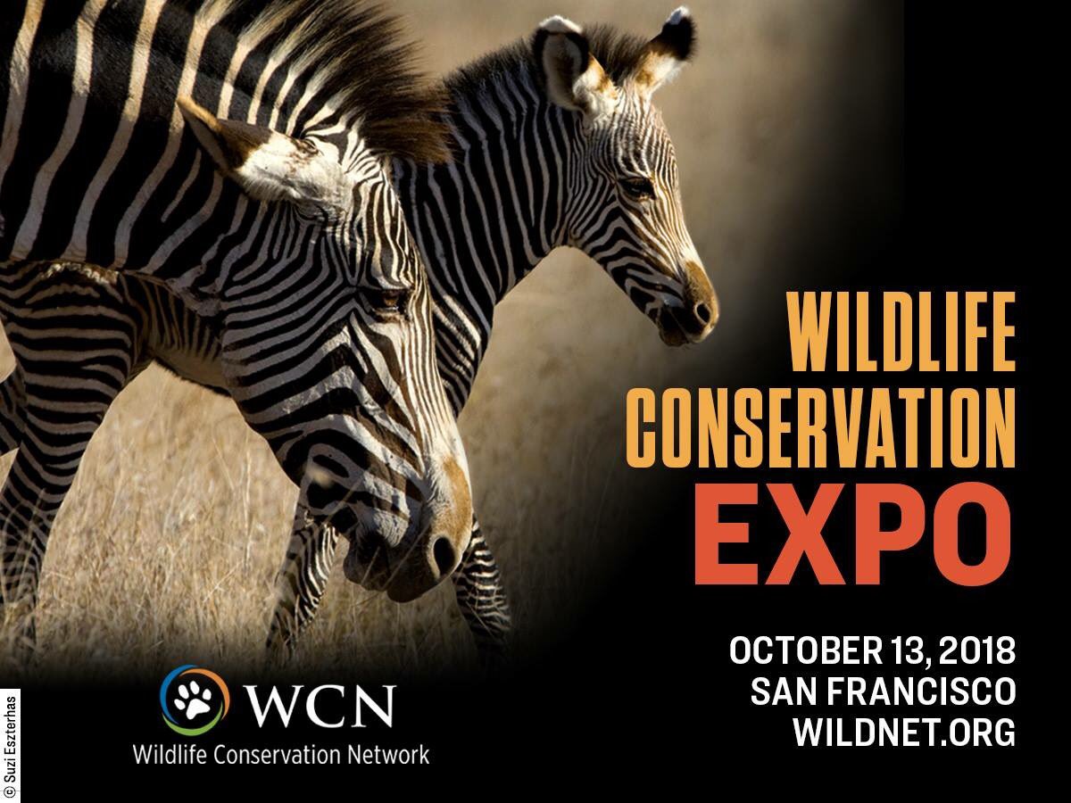 Tashi Dhendup 🐾 (@_tashidhendup) on Twitter photo So excited to be here in San Francisco for the upcoming #WCNExpo . I am teaming up with the <a href="/smallwildcats/">Small Wild Cat Conservation Foundation</a> to talk about the underrated small felids and Pallas’s cat in particular. Be sure to join the conversation <a href="/wildnetorg/">Wildlife Conservation Network</a> So excited to be here in San Francisco for the upcoming #WCNExpo . I am teaming up with the <a href="/smallwildcats/">Small Wild Cat Conservation Foundation</a> to talk about the underrated small felids and Pallas’s cat in particular. Be sure to join the conversation <a href="/wildnetorg/">Wildlife Conservation Network</a>