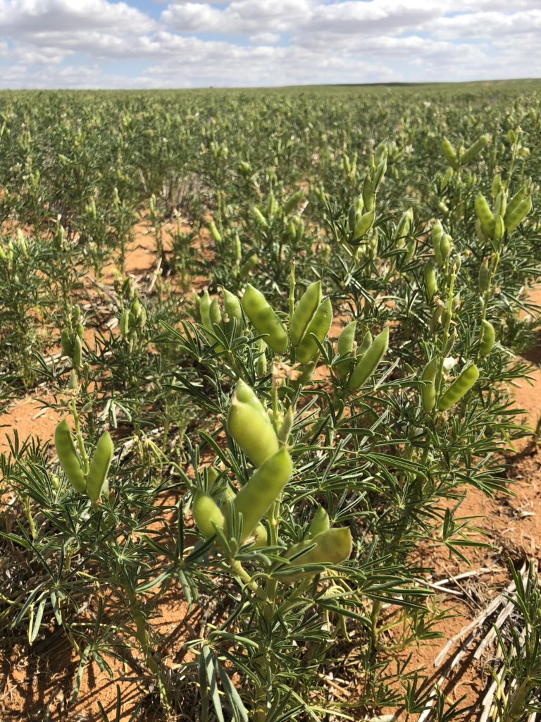 andrewbiele's tweet photo. @RobinMSchaefer I’ll king ya with Lentils https://t.co/7MrPcdo8Yu