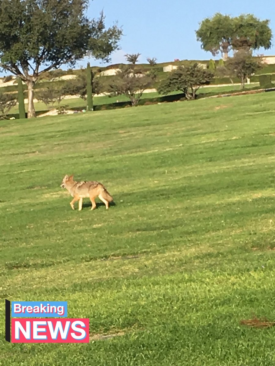 jlom04's tweet photo. Breaking news there’s been a fox attack in fortnight remain calm and please do not die by the fox or other players I love you ninja Lochlyn an Linden https://t.co/deWSDTqjeH
