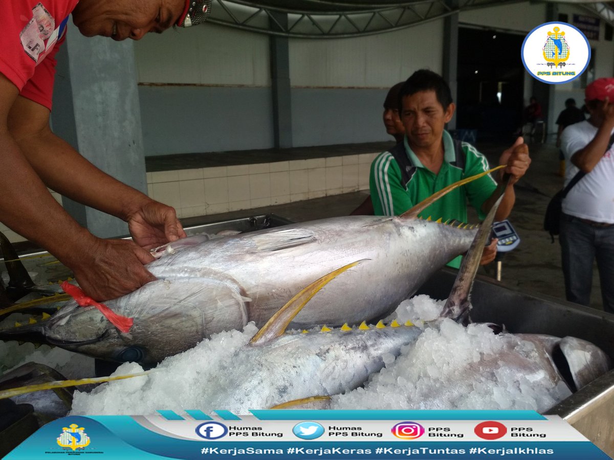 Humas_PpsBitung's tweet photo. Hai Sobat bahari hasil produksi di TPI Higienis mencapai 327.121 Kg dengan nilai produksi mencapai 7.855.986.000 pada tanggal 8 s/d 9 Oktober 2018, ikan yang dominan Yellowin Tuna, Cakalang dan Madidihang. #MariJoKePpsBitung @djpt_kkp @mzulficar @batubara_henry https://t.co/Wp0OdVikjY