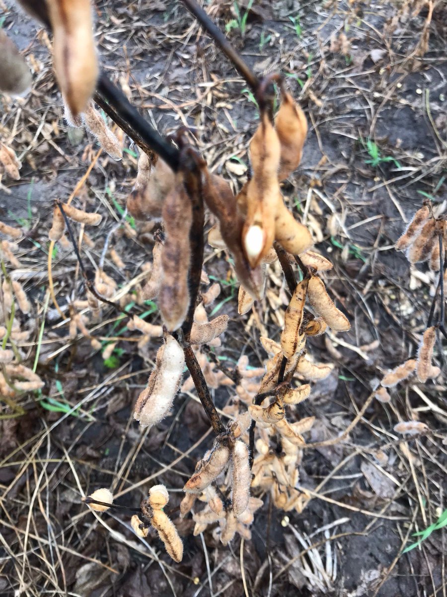 ToddWeber7's tweet image. Multiple days of wet, soggy weather are not only halting #2018harvest, but now are starting to cause beans to swell in the pods and pop out. Saw this today in early Group II beans west of Norfolk, Ne.