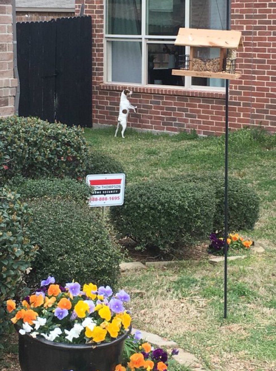 goodthoughts65's tweet photo. I have to say that @SmithThompsonTX is the very best in home security. I caught this “Peeping Tom” over at my neighbor’s house. Can anybody identify this guy? @MyDogChocklit https://t.co/N5g23pIg7x