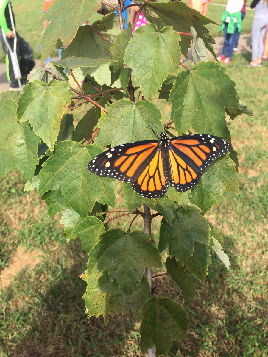MrsDasilvagr3's tweet photo. We released our Monarch butterflies & couldn’t be any more excited about watching them become beautiful butterflies in a short few weeks. #monarchbutterfles #firstgradefunandlearning #fromcaterpillarstobutterflies @VacekBridget @therivierabeach https://t.co/Ncy2xeocC2