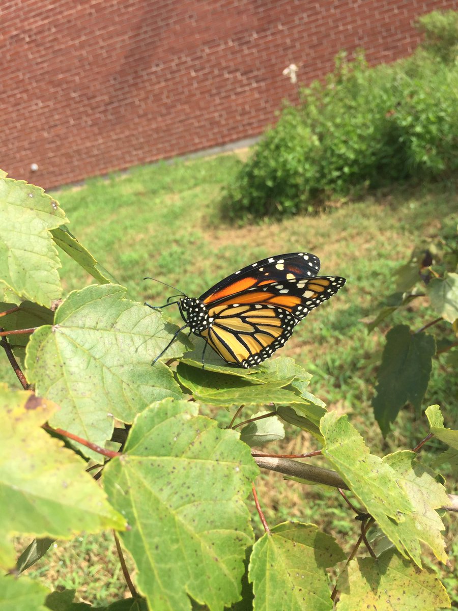 MrsDasilvagr3's tweet photo. We released our Monarch butterflies & couldn’t be any more excited about watching them become beautiful butterflies in a short few weeks. #monarchbutterfles #firstgradefunandlearning #fromcaterpillarstobutterflies @VacekBridget @therivierabeach https://t.co/Ncy2xeocC2