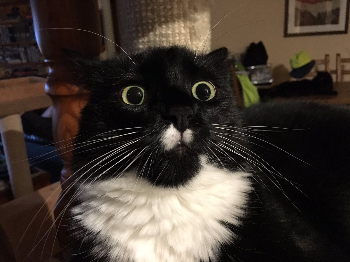 nesbit6's tweet photo. @CuriousZelda Thimmy Tham is ready! https://t.co/ArwFHzgYAo