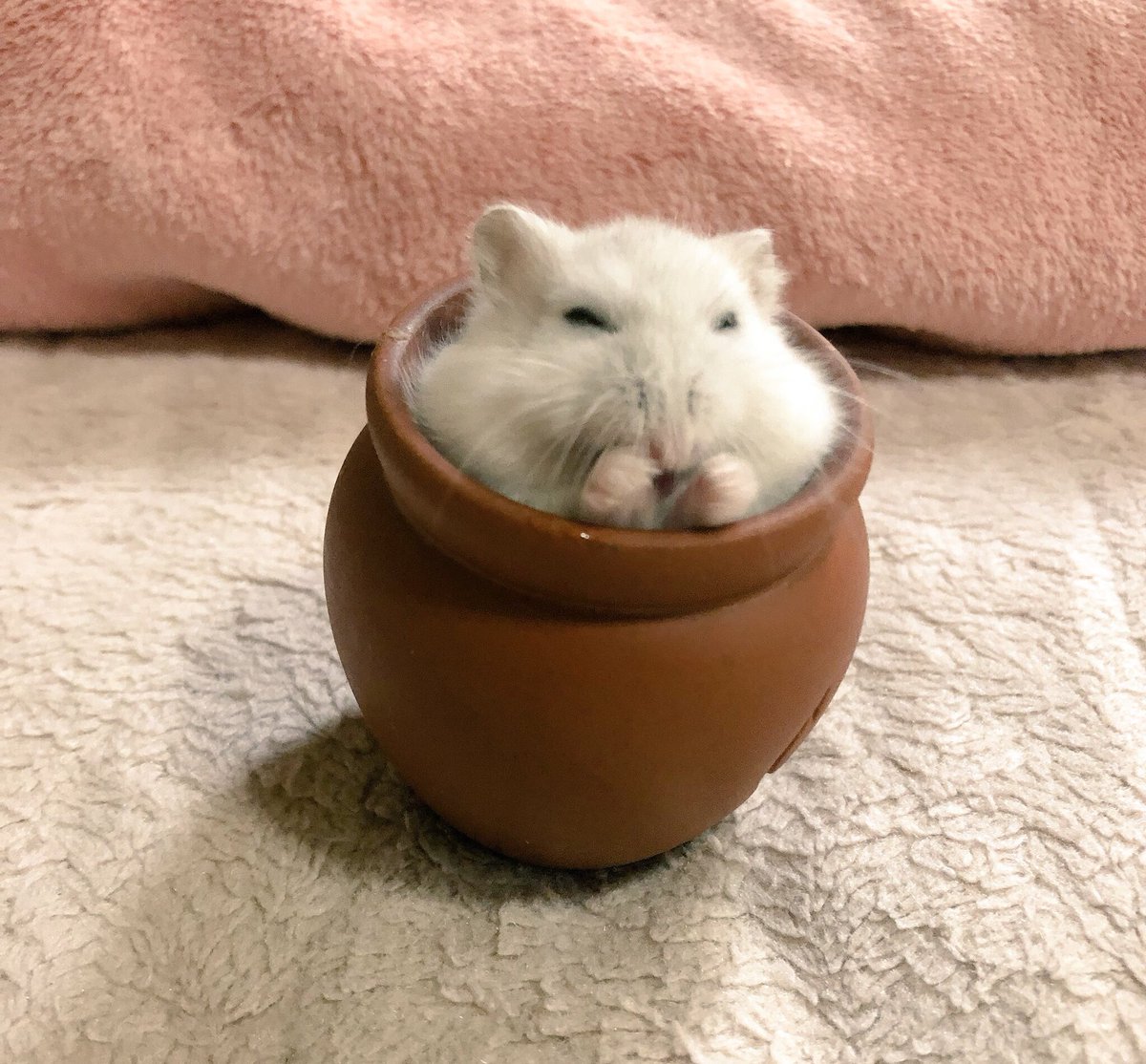 ハムスターってなんでこんなに可愛いんだろ ハムスターってなんでこんなに可愛いんだろ