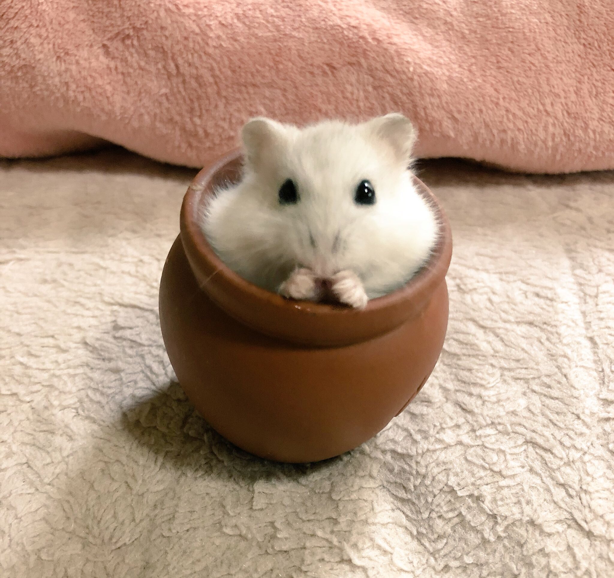 撫でてあげられるハムスターおこつぼ 撫でてあげられるハムスターおこつぼ