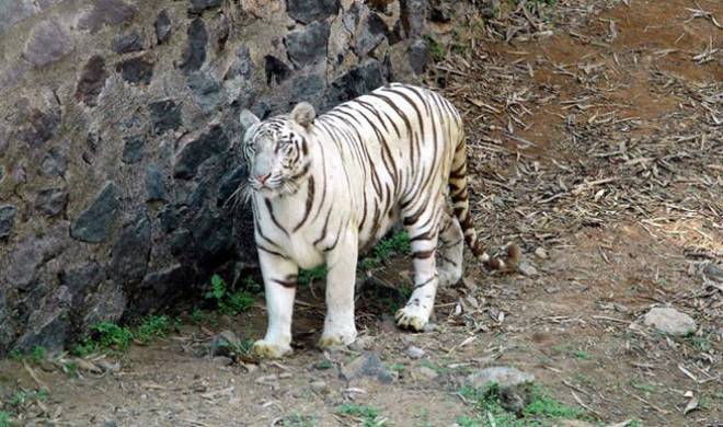 sri50's tweet photo. Fantastic Gesture by @Siva_Kartikeyan to adopt 10-year old Anu a White Tigress at Vandalur Zoo, under animal adoption programme. #Siva adopted the Tiger for the next 6 months and had to pay Rs 2.12 to the Zoo authorities, who will take care of all its needs. https://t.co/iFAYMQ1fYn