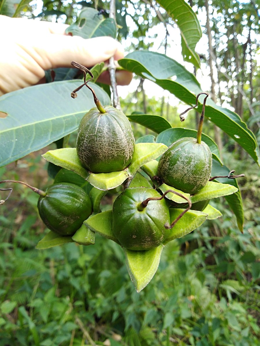 EleSlade's tweet image. Fruits of the forest #tropicalforest #botany #cantik @SAFE_Project @HMTF_LOMBOK @UNDPproject