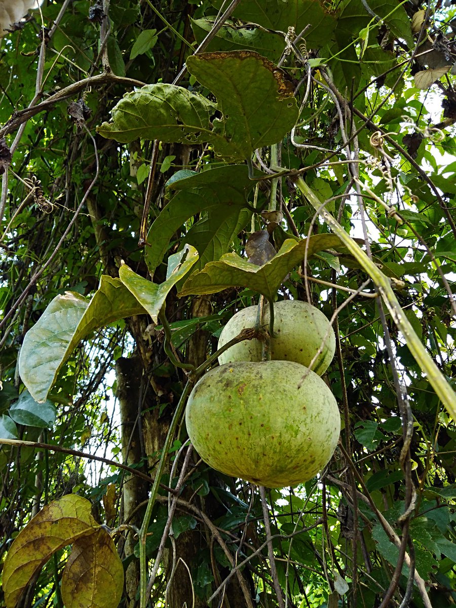 EleSlade's tweet image. Fruits of the forest #tropicalforest #botany #cantik @SAFE_Project @HMTF_LOMBOK @UNDPproject