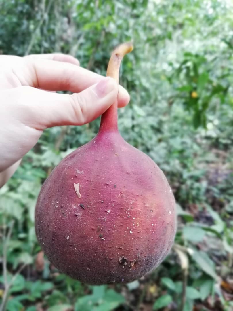 EleSlade's tweet image. Fruits of the forest #tropicalforest #botany #cantik @SAFE_Project @HMTF_LOMBOK @UNDPproject