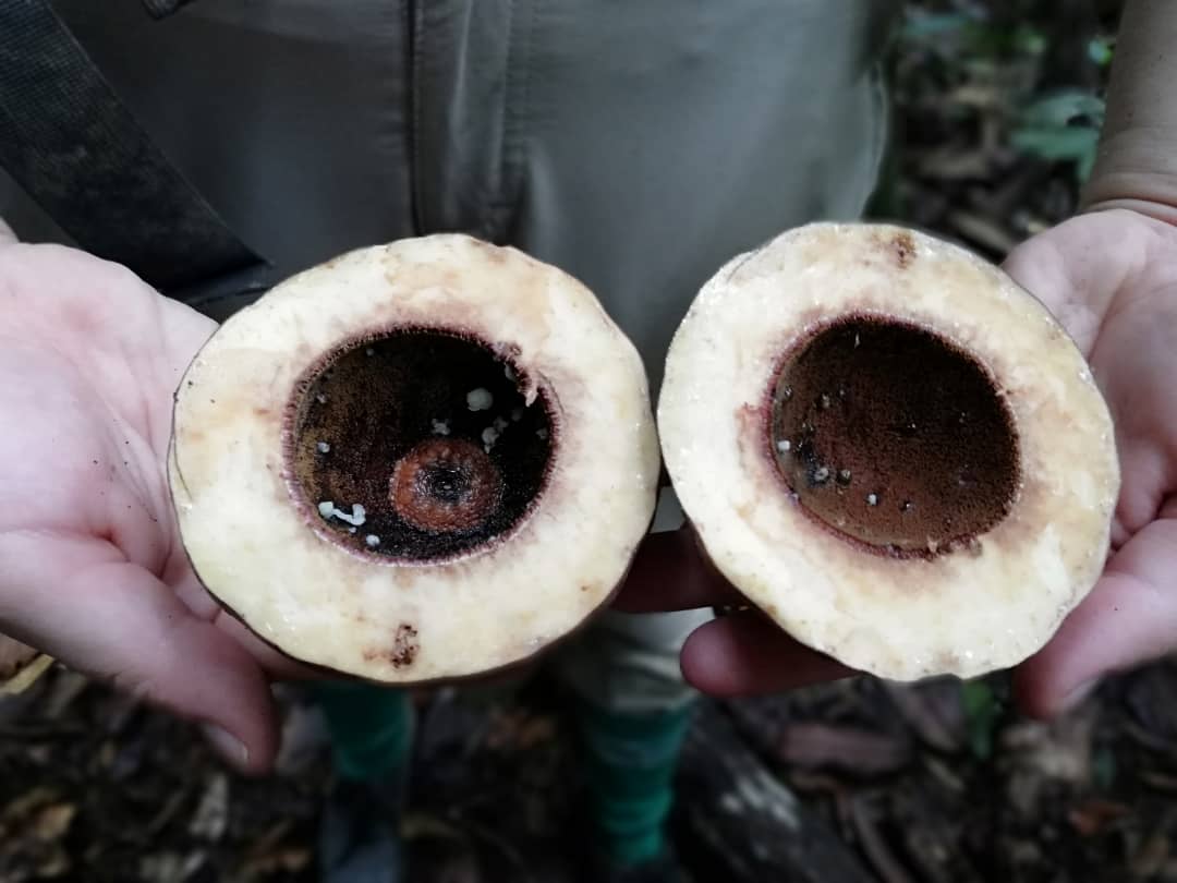 EleSlade's tweet image. Fruits of the forest #tropicalforest #botany #cantik @SAFE_Project @HMTF_LOMBOK @UNDPproject