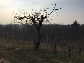 Monti Perini Spanna Costa della Seisa, 2015
bit.ly/MPSpanna
@winefreako #Nebbiolo #wine