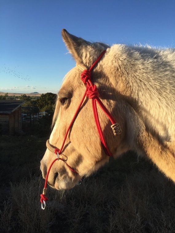 af_horse6's tweet photo. https://t.co/5kryTQ2V4n