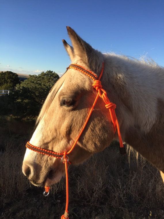 af_horse6's tweet photo. https://t.co/5kryTQ2V4n