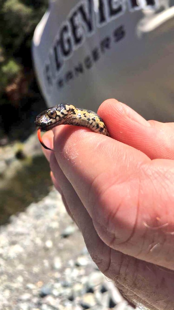 "In every walk with nature one recieves far more than he seeks" John Muir 🌲🍁🐸🍂🌞 Pics from our Miocene Head Dam to Dean Road hike this week. #rvhswolverine #pusdk12