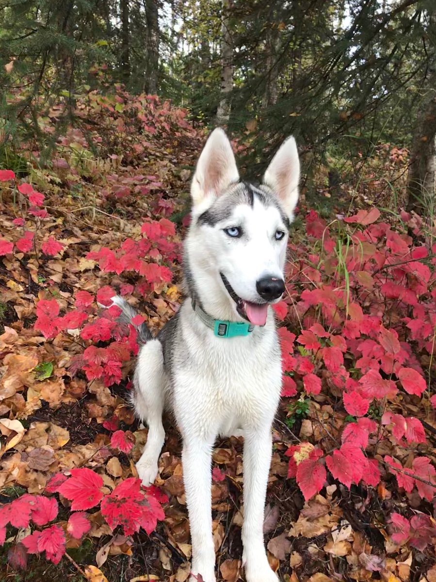 cydthek1d's tweet photo. looking for someone to hang out with my sweet pup for a few hours on Thursday and Friday of next week. she’s getting spayed and will need a friend for a few hours each day when her parents are at work☹️ she’s an absolute angel and will probably just want to snuggle! dm me! https://t.co/hWPx9ppYX3