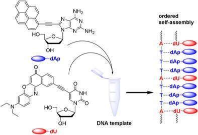 Programmable Sequence-Selective #SupramolecularAssembly of Chromophores DNA Templates H.-A. Wagenknecht et al. <a href="/KITKarlsruhe/">Shmoopy</a> doi.wiley.com/10.1002/chem.2…