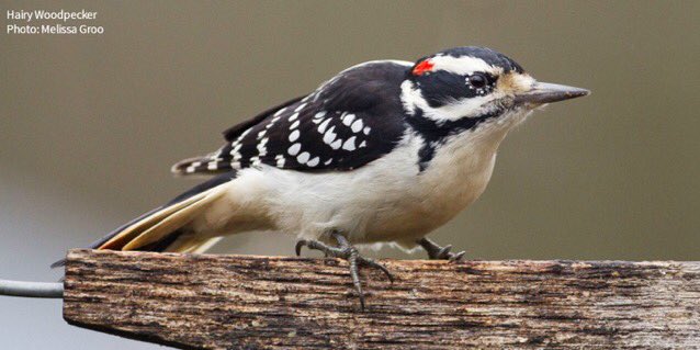 Audubon Pennsylvania On Twitter Want To Get To Know Your Birds Better During The Yearofthebird Start With This List Of Common Birds You Might See This Winter Https T Co Wqlzewnomx Birdyourworld Https T Co Fra60ogyxj