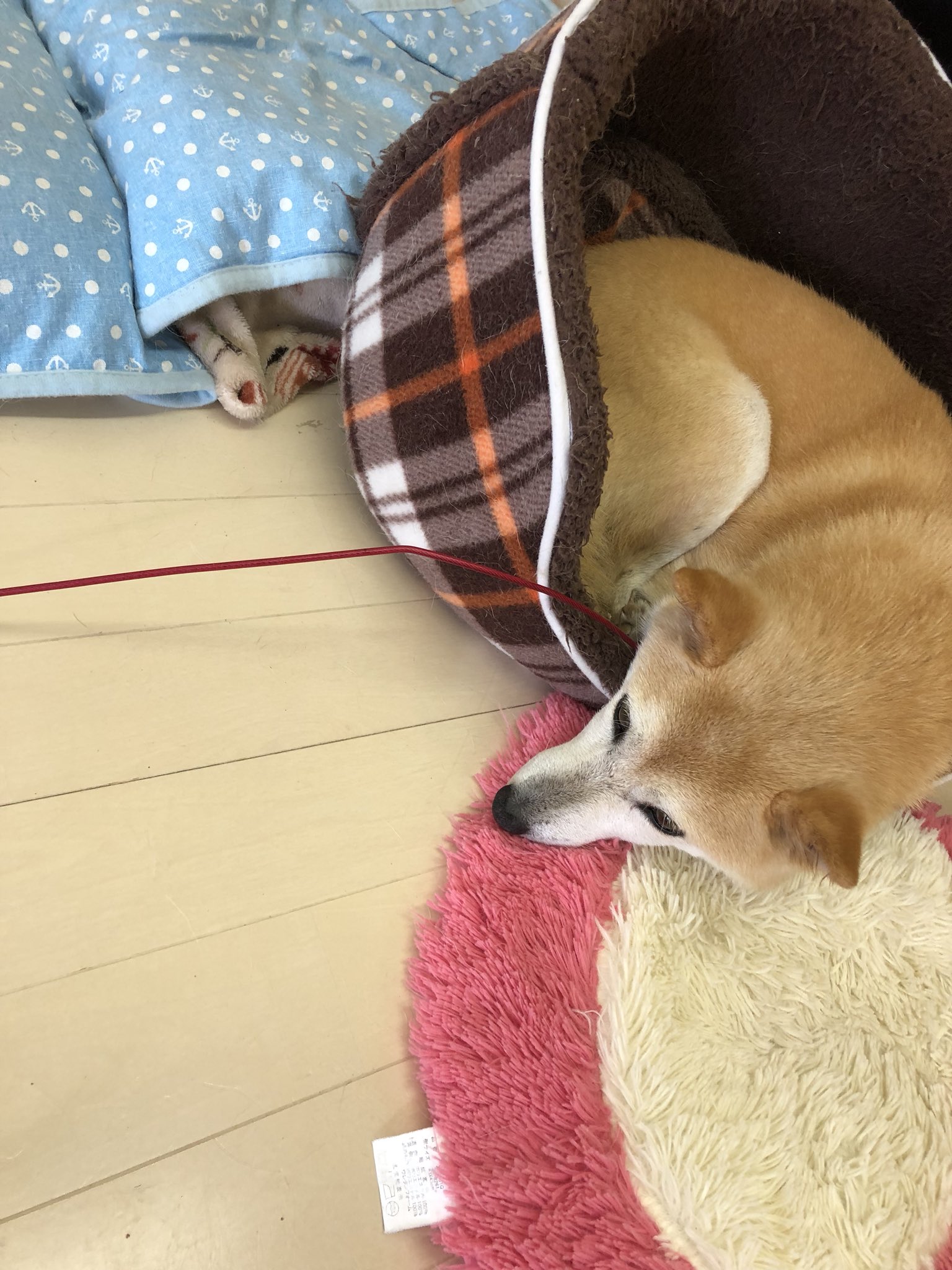 いぬねこ日和 Twitter Search Twitter