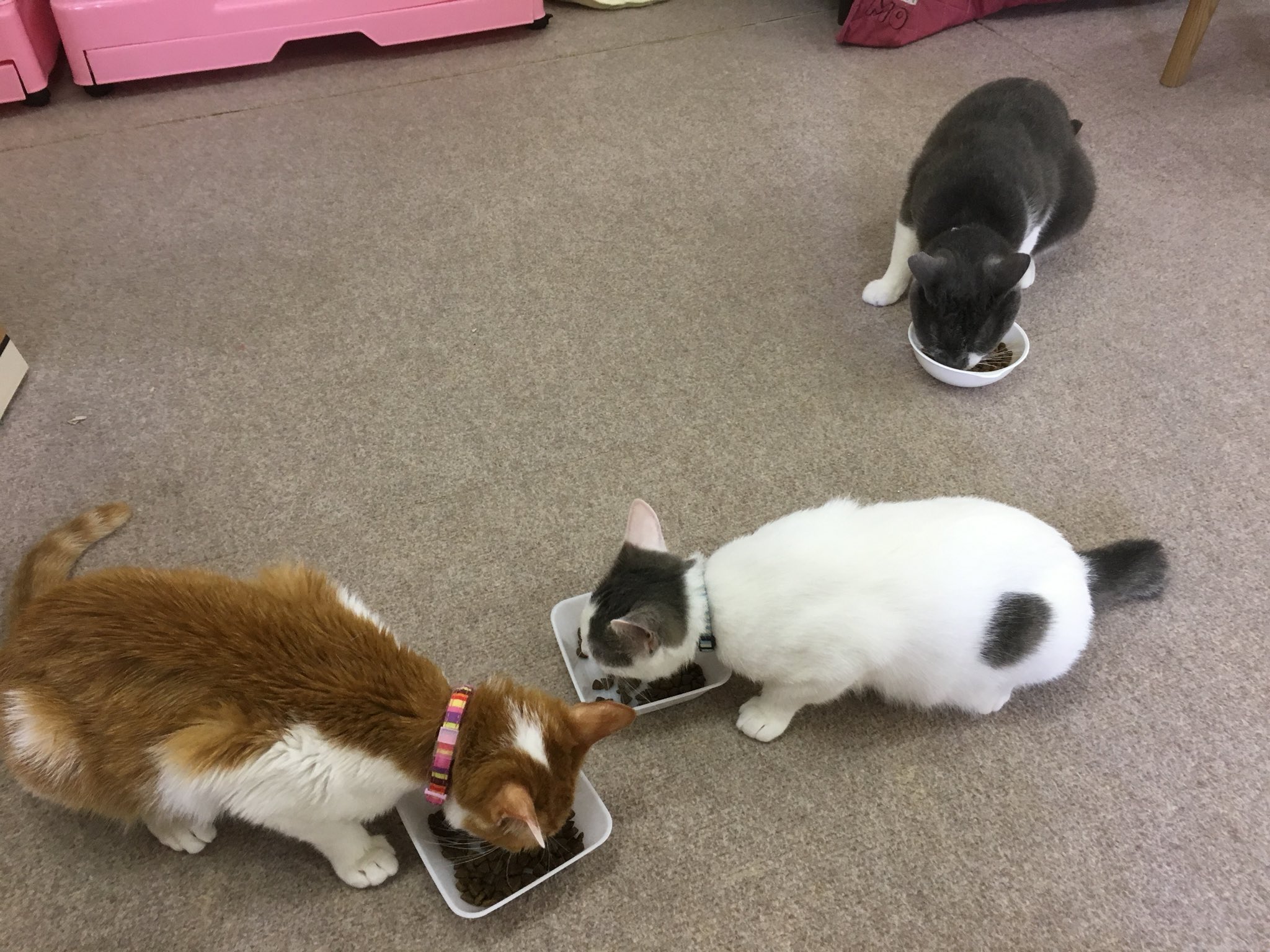 いぬねこ日和 Twitter Search Twitter